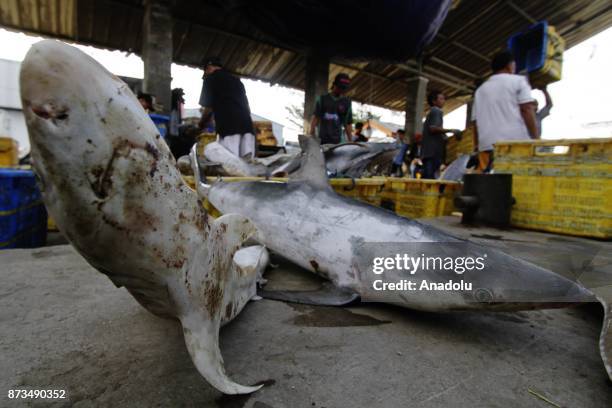 Staffs dispatch the sharks, fished from Indonesian waters, to send them Muara Angke fish market inJakarta, November 13, 2017. Although most species...