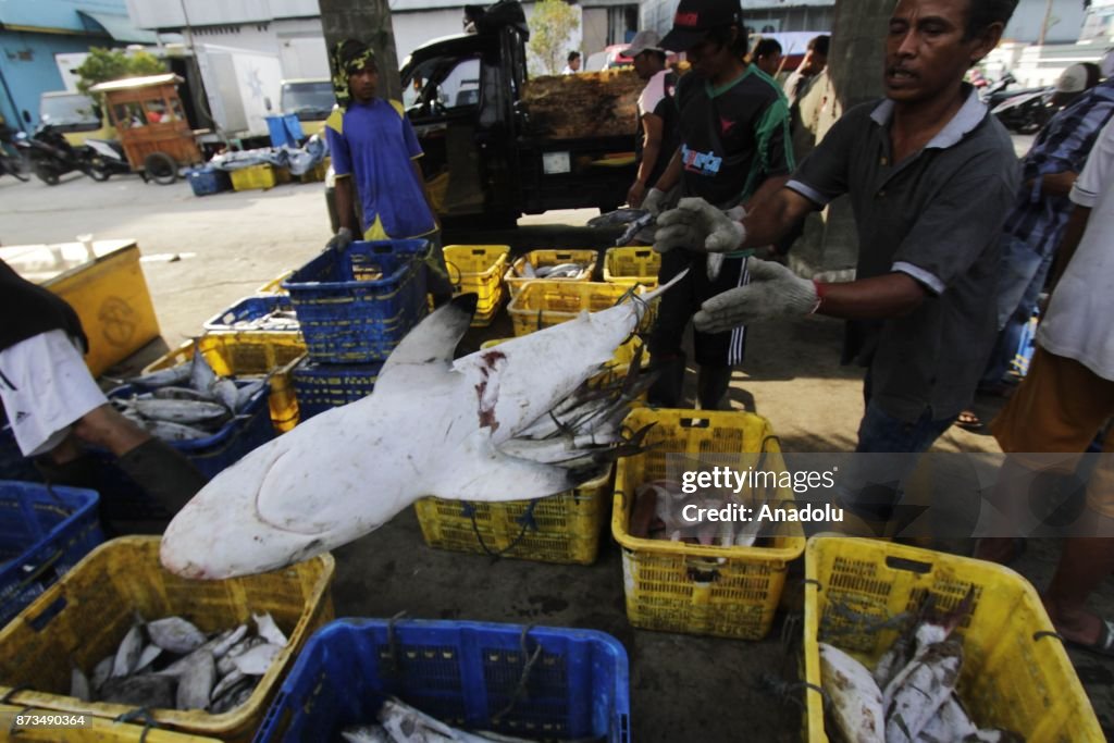 Shark fishing in Indonesia