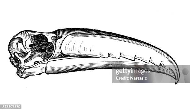 toucan beak - toucan stock illustrations