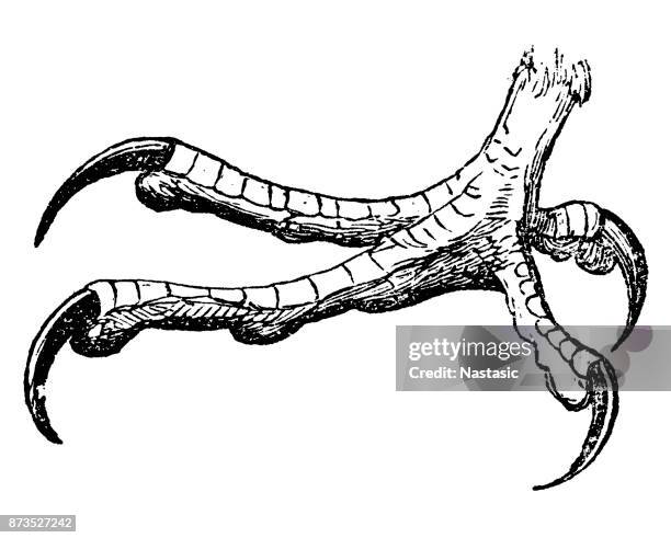 predator bird claws - rooster foot stock illustrations