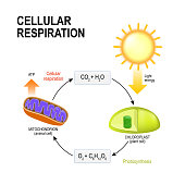 Cellular respiration and Photosynthesis.