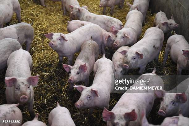 Picture taken in Plelo, western France, on November 10, 2017 shows piglets on straw in a "porc sur paille" sty. Compared to traditionnal breeding,...