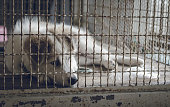 A dog sleeps in a cage and feeling lonely.