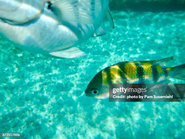 sergeant major damselfish off isla mujeres, mexico - isla mujeres bildbanksfoton och bilder