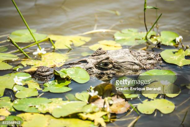 Caiman, which looks similar to an American crocodile, is floating in the water during the third round of the PGA TOUR Latinoamerica 64 Aberto do...
