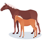 Vector illustration of mare and foal. Adult horse with her baby, cub