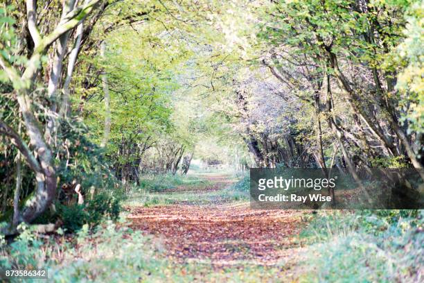 hatfield forest, uk, in autumn - hatfield stock pictures, royalty-free photos & images