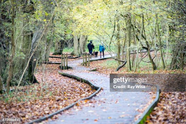 hatfield forest, uk, in autumn - hatfield stock pictures, royalty-free photos & images