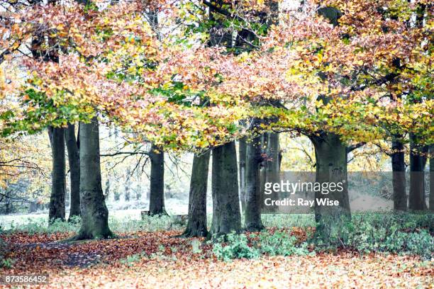 hatfield forest, uk, in autumn - hatfield stock pictures, royalty-free photos & images
