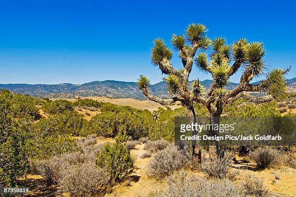 a lone joshua tree standing in the tehachapi mountains of california, usa - tehachapi mountains stockfoto's en -beelden
