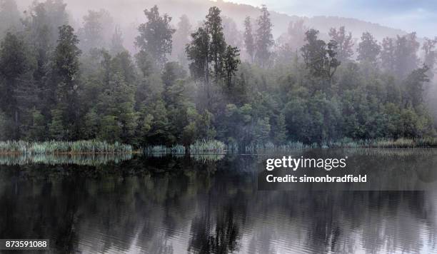 misty bäume am ufer des lake matheson - temperierter-regenwald stock-fotos und bilder