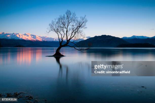 morgendämmerung am baum am lake wanaka in neuseeland - wanaka stock-fotos und bilder