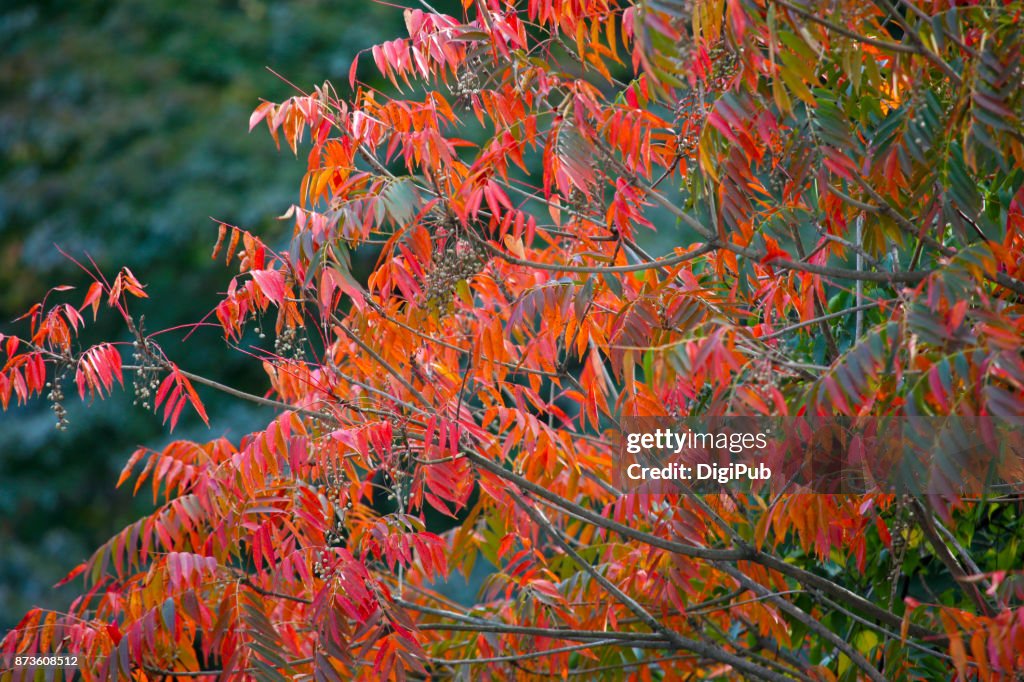 Japanese wax tree in autumn