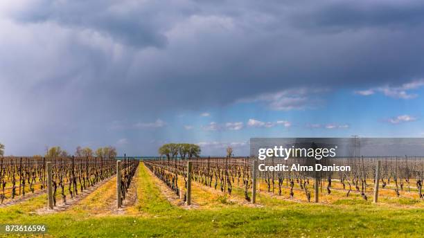 vineyard at sunset - alma danison stock pictures, royalty-free photos & images