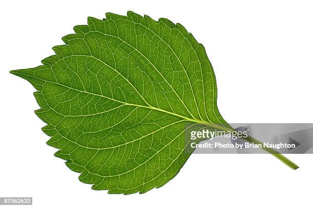 leaf on lightbox - un singolo oggetto foto e immagini stock
