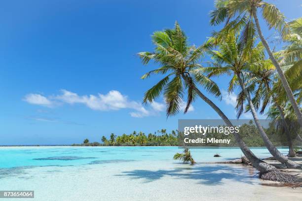 teahatea fakarava frans polynesië atol beach - palmboom stockfoto's en -beelden