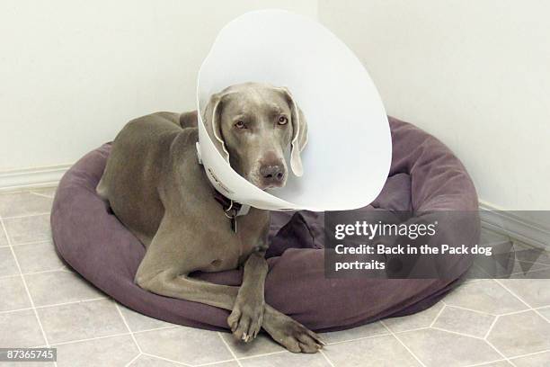 weimaraner on dog bed with cone - hondenkraag stockfoto's en -beelden