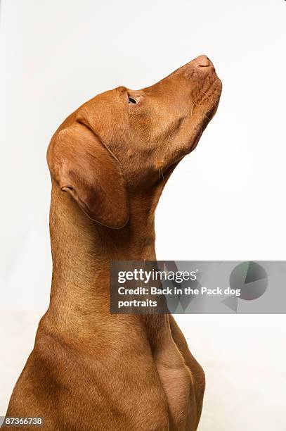 majestic profile of red vizsla looking up - vizsla stock pictures, royalty-free photos & images