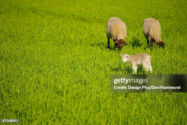 grazing sheep - design pics don hammond stock pictures, royalty-free photos & images