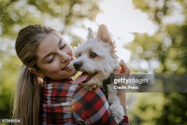 amore incondizionato - maltese dog foto e immagini stock