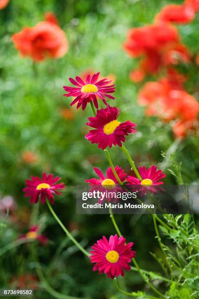 red painted daisy flower - pyrethrum stock pictures, royalty-free photos & images