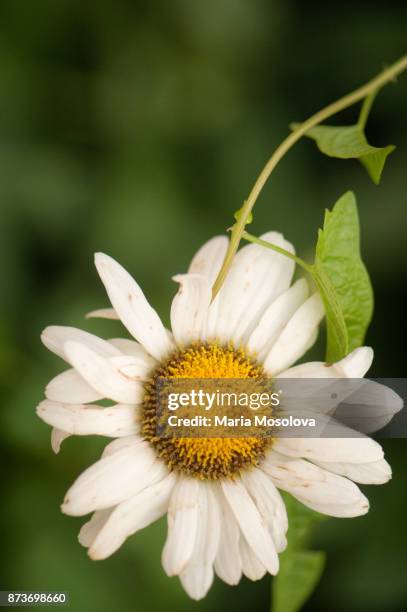 white shasta daisy flower and a bindweed - chrysanthemum superbum stock-fotos und bilder