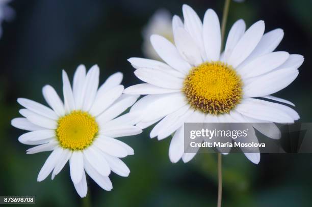 white shasta daisy flower duo - chrysanthemum superbum stock-fotos und bilder