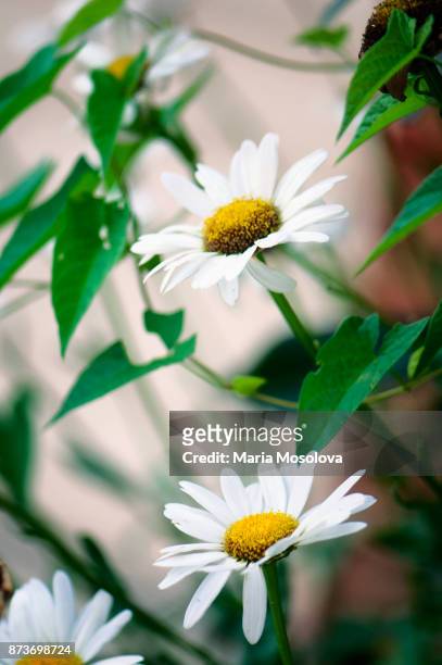 white shasta daisy flowers and bindweed - chrysanthemum superbum stock-fotos und bilder