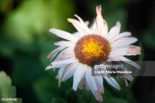 disheveled white shasta daisy flower - chrysanthemum superbum stock-fotos und bilder