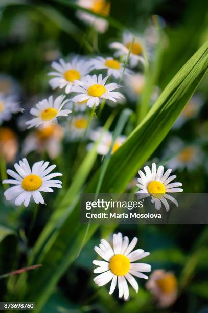 white shasta daisy flower duo - chrysanthemum superbum stock-fotos und bilder