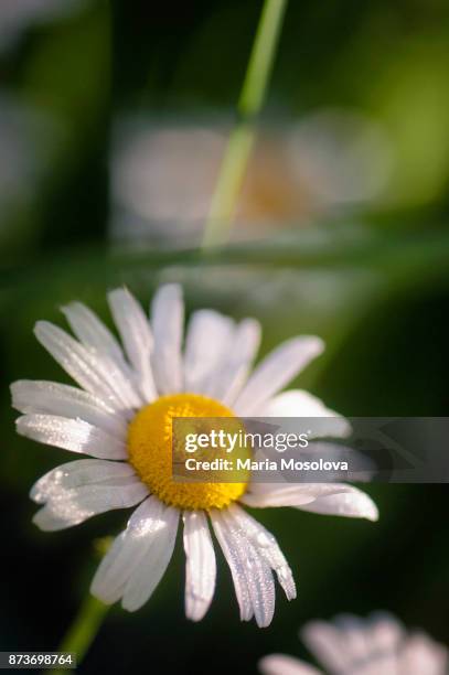 white shasta daisy flower - chrysanthemum superbum stock-fotos und bilder