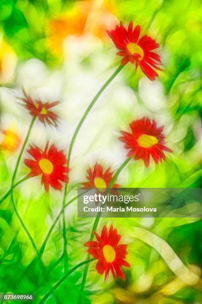 red painted daisy flowers, painterly image - pyrethrum stock pictures, royalty-free photos & images