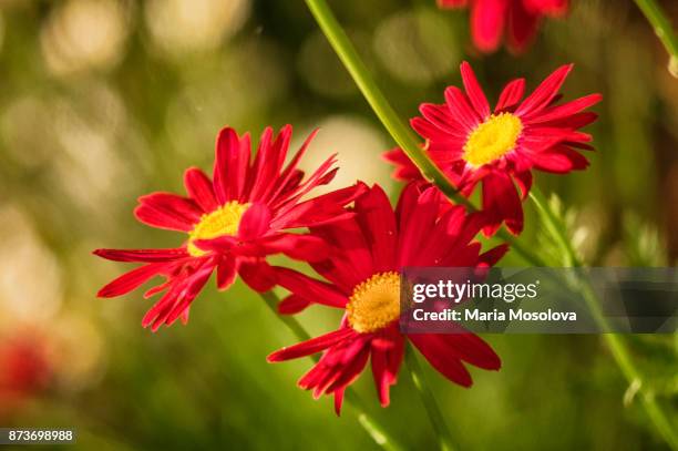 red painted daisy flower tro - pyrethrum stock pictures, royalty-free photos & images