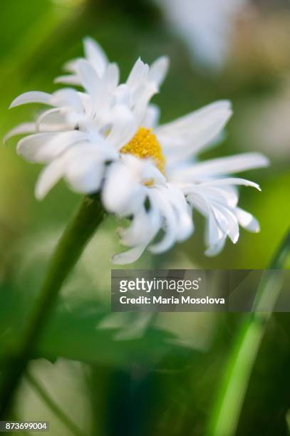 disheveled white shasta daisy flower - chrysanthemum superbum stock-fotos und bilder
