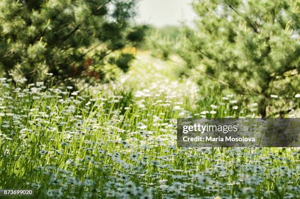 meadow with white shasta daisies in full bloom - chrysanthemum superbum stock-fotos und bilder