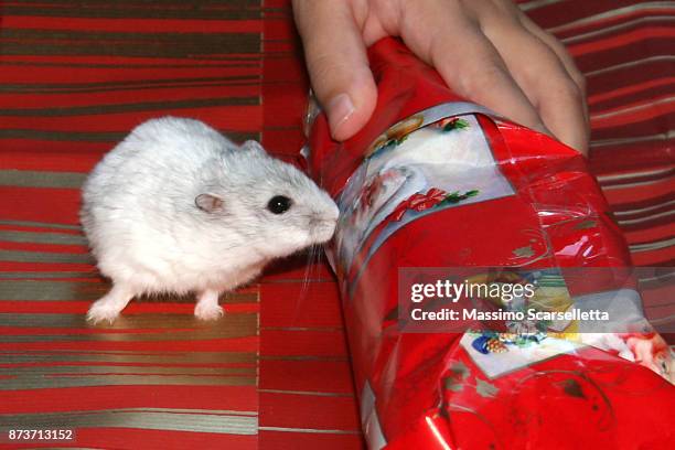 christmas gifts under tree - djungarian hamster stock pictures, royalty-free photos & images