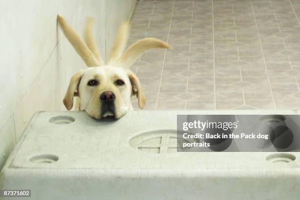 yellow lab resting head on crate wagging tail - shaking stock pictures, royalty-free photos & images