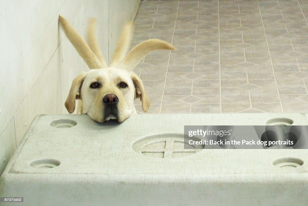 Yellow lab resting head on crate wagging tail