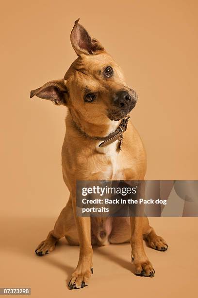 brown dog sitting legs apart tilted head - tête penchée photos et images de collection