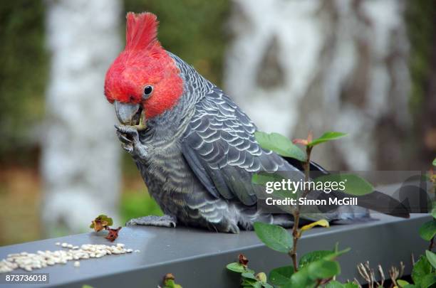 an adult male gang-gang cockatoo (callocephalon fimbriarum) eating sunflower seeds off a fence in canberra, australian capital territory, australia - cockatoo stock-fotos und bilder