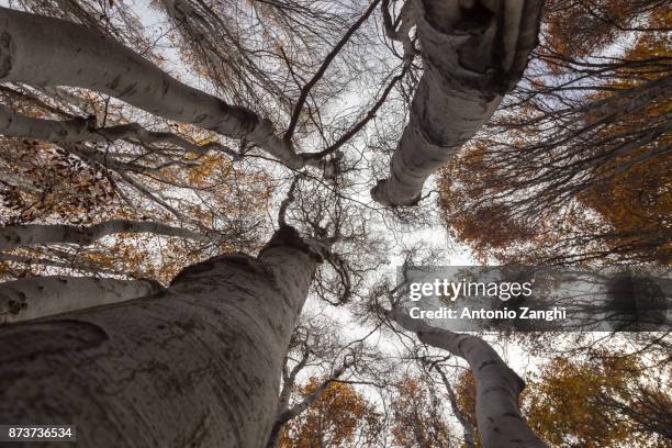 yellow trees view from bottom - beechwood timparossa, etna park - catania, sicily - etna orange stockfoto's en -beelden