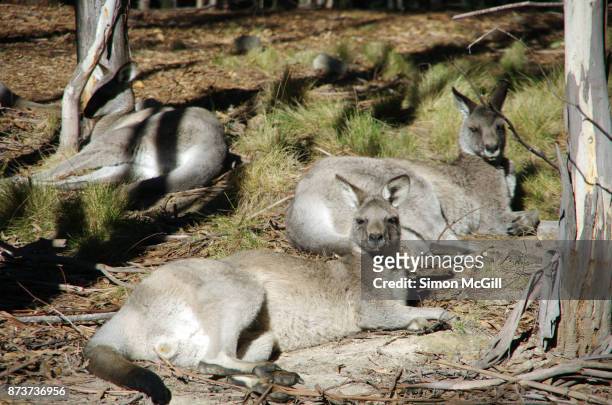 eastern grey kangaroos (macropus giganteus) relax in the sun at tidbinbilla nature reserve, canberra, australian capital territory, australia - tidbinbilla nature reserve stock pictures, royalty-free photos & images