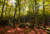 The autumn in the forest of Cimino Mountain (Italy)