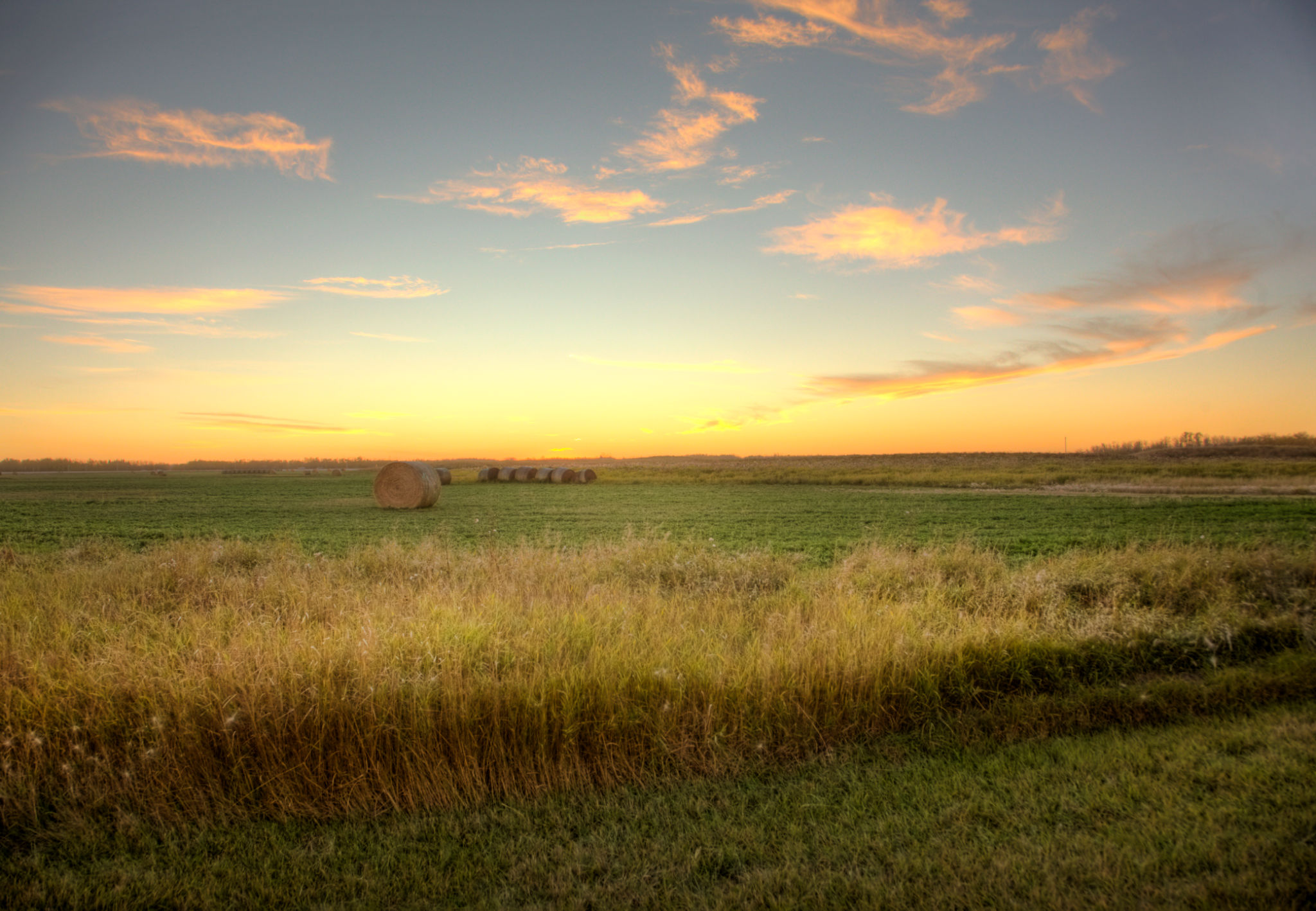 open field