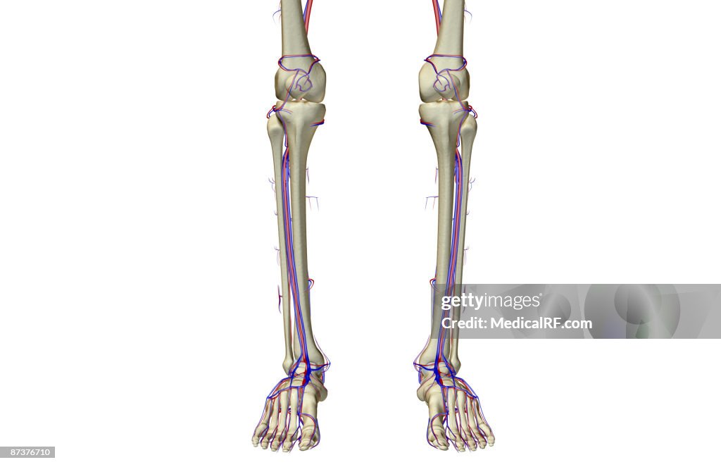 The blood supply of the leg