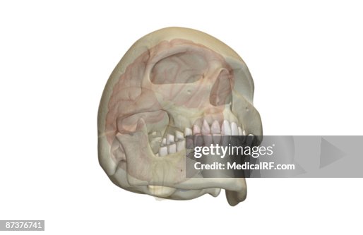 The brain The brain