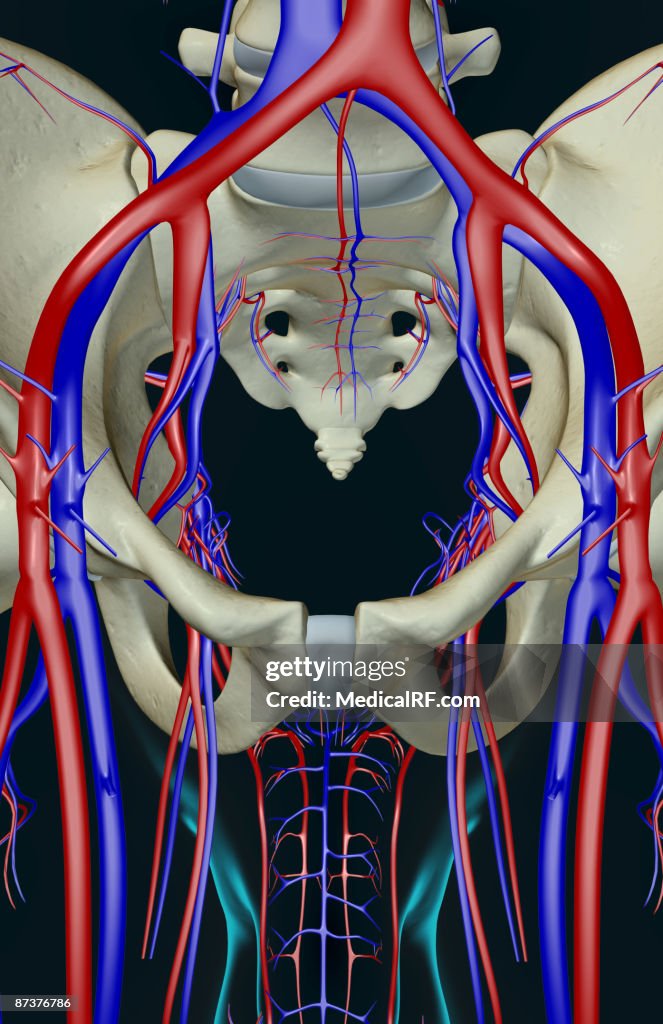 The blood supply of the pelvis