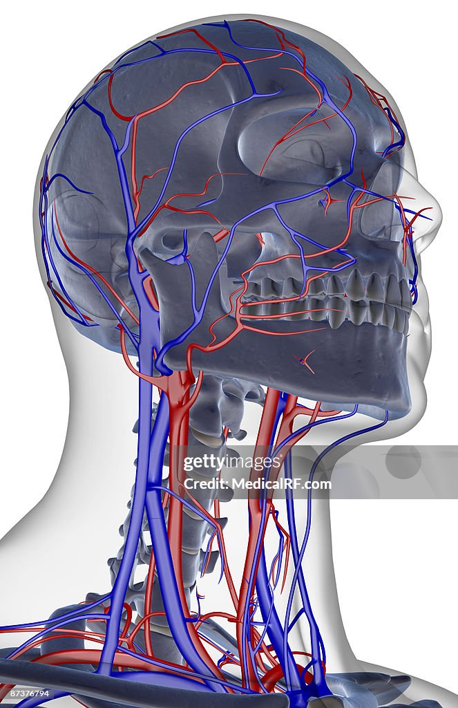 The blood supply of the head and neck