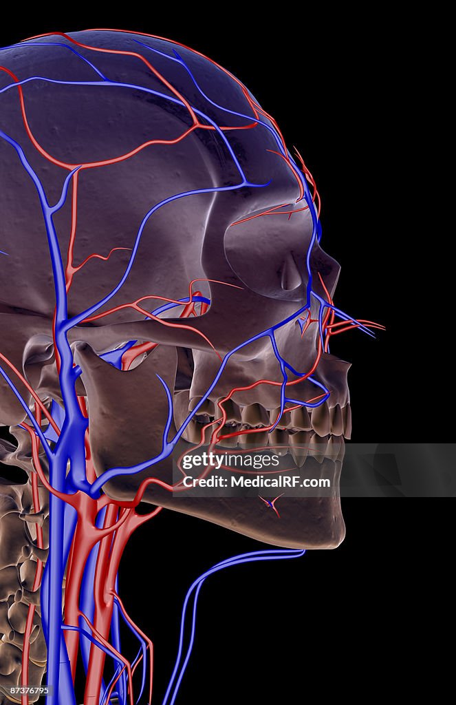 The blood supply of the head and face