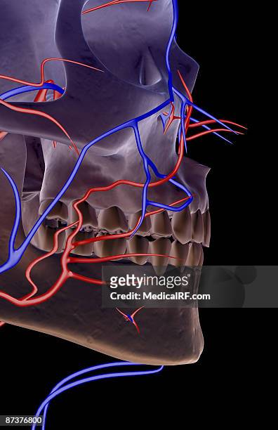 27 Maxillary Artery High Res Illustrations - Getty Images
